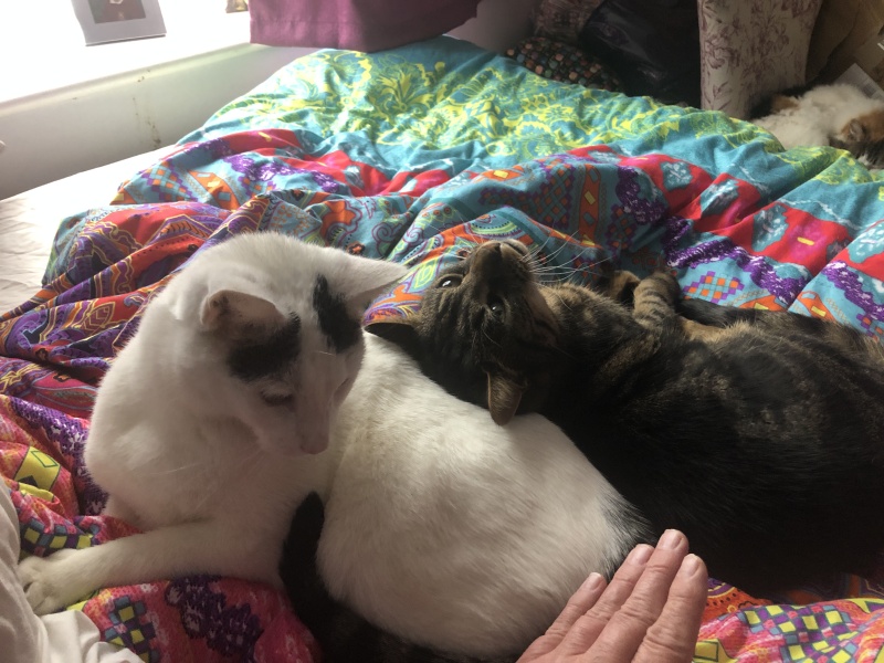 Getting a kitten as a friend for solo cat?