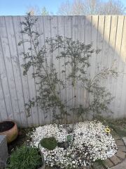 Advice for planning borders/my garden (with pics)
