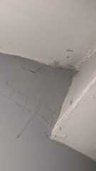 Black mould in hotel room. Pic attached.