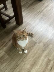 How do you create a routine for a cat?