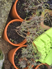What have you done in the garden today? Part 7