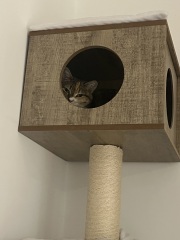 Carry On Catting - the Excellent Cats do what they do best