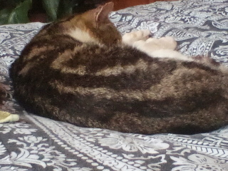How do you create a routine for a cat?