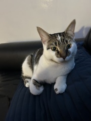 Kitten cuteness