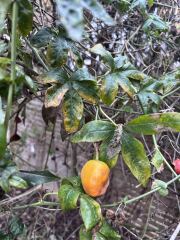 Plant identification