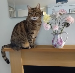 To ask you to try an experiment with your cat? 😁