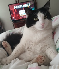 Carry On Catting - the Excellent Cats do what they do best