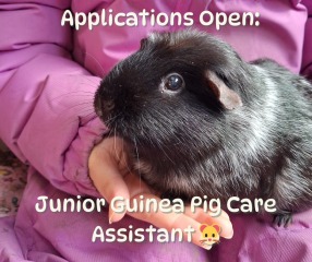 Thread 43 Starmer : il ritorno della luce e la semina del Lathyrus odoratus