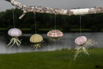 Where can I buy amazing-looking artificial plants?