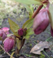 Year round Nigel Slater discussion thread - Part 3