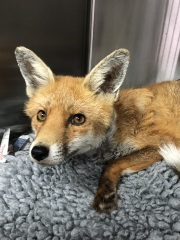 Which animal charities do you think make a real difference?