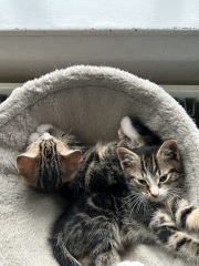 A tale of three kittens