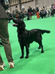 Crufts - what do I need to know?