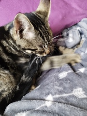 Pebbles is mental