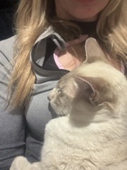 Worried about newly bereaved cat being alone