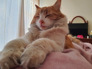 Carry On Catting - the Excellent Cats do what they do best