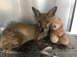 Which animal charities do you think make a real difference?