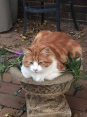 Carry On Catting - the Excellent Cats do what they do best