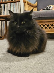 The Excellent Cats welcome the new year by planning an expedition in search of 'She who must not be named'