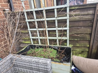 What have you done in the garden today? Part 7