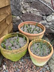 Tulip bulbs - plant BEFORE or AFTER the first frost?