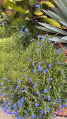 Year round Nigel Slater discussion thread - Part 3