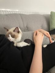 Cat spay
