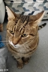 How do you create a routine for a cat?