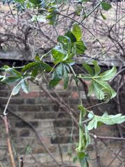 Plant identification