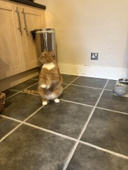 How do you create a routine for a cat?