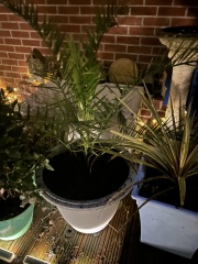 What have you done in the garden today? Part 7