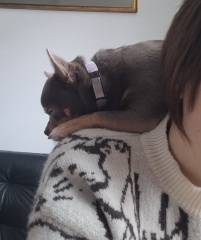 Does anyone else have a chihuahuaXparrot?