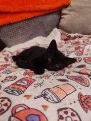 Kitten cuteness
