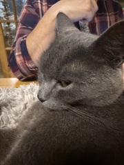 Carry On Catting - the Excellent Cats do what they do best