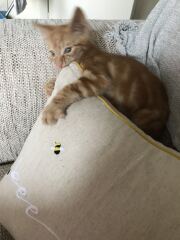 Kitten cuteness