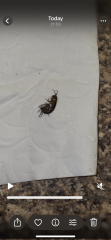 What is this giant flea bug??