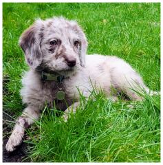 Puppy Survival Thread Autumn 2025 - all welcome!