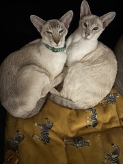 Worried about newly bereaved cat being alone