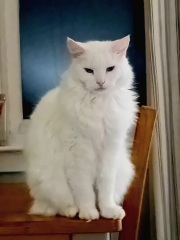 To ask you to try an experiment with your cat? 😁