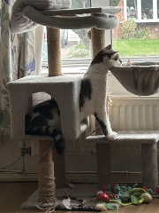 A tale of three kittens