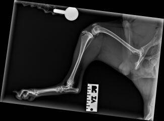 Vet says my 6-month old puppy needs urgent surgery (tibial crest avulsion) - send opinions please?