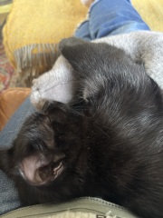 Kitten cuteness