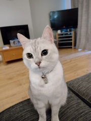Kitten cuteness