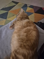 Carry On Catting - the Excellent Cats do what they do best