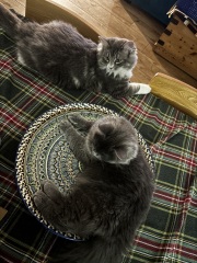 How big will my kitten get?