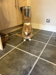 How do you create a routine for a cat?