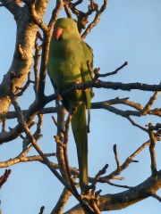 Thread 43 Starmer : il ritorno della luce e la semina del Lathyrus odoratus