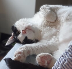 Any tips on what to do about terrified new cat.