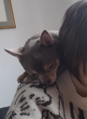 Does anyone else have a chihuahuaXparrot?