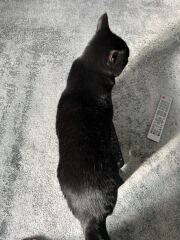 Carry On Catting - the Excellent Cats do what they do best